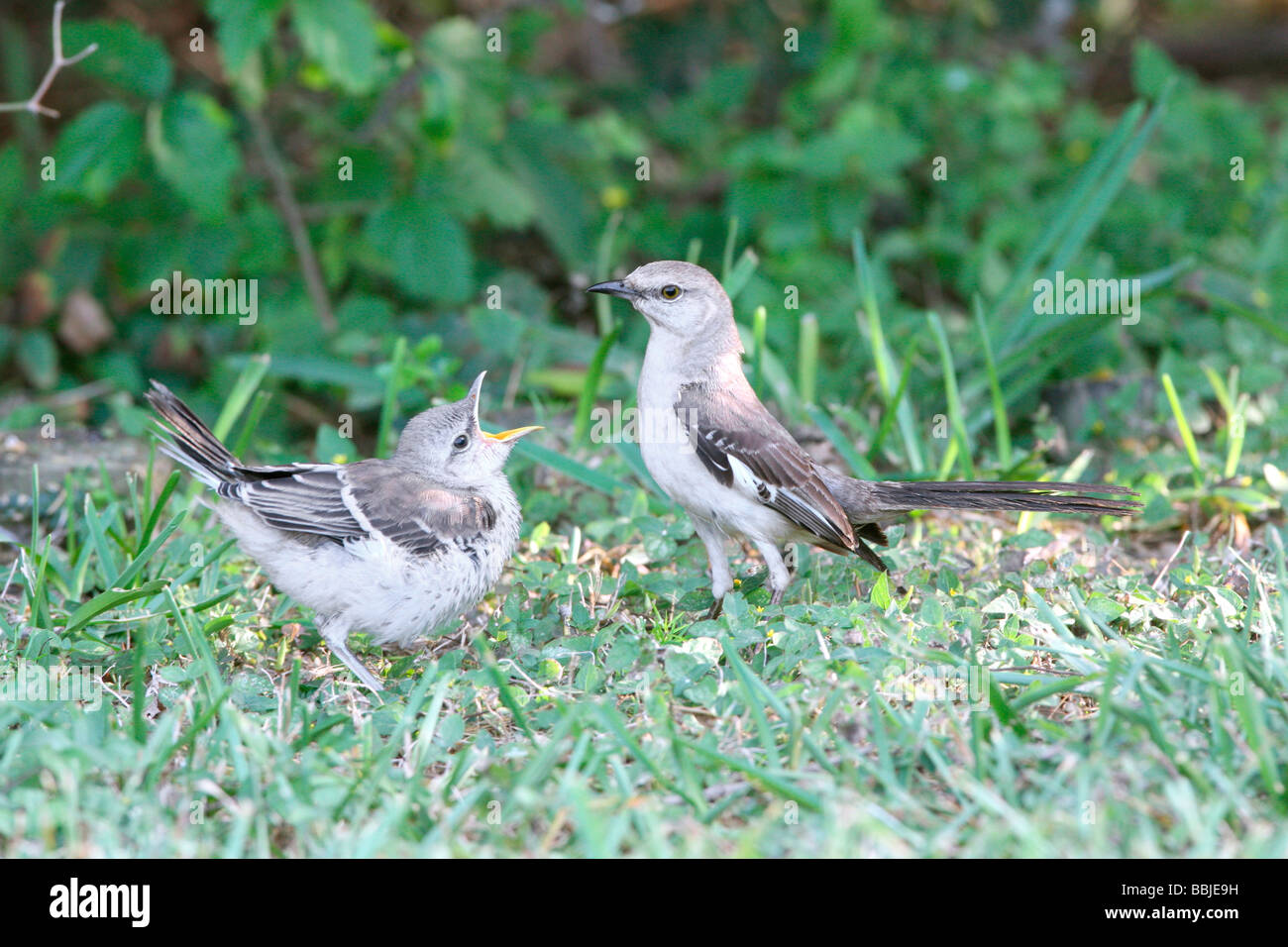 Northern Mockingbird with Fledgling Stock Photo - Alamy