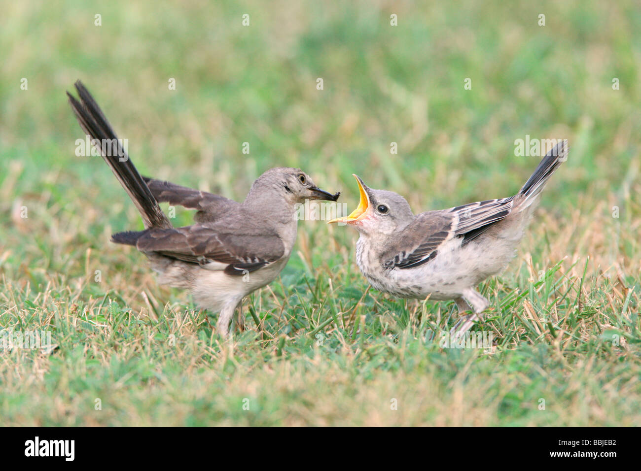 Northern Mockingbird feeding Fledgling Stock Photo Alamy