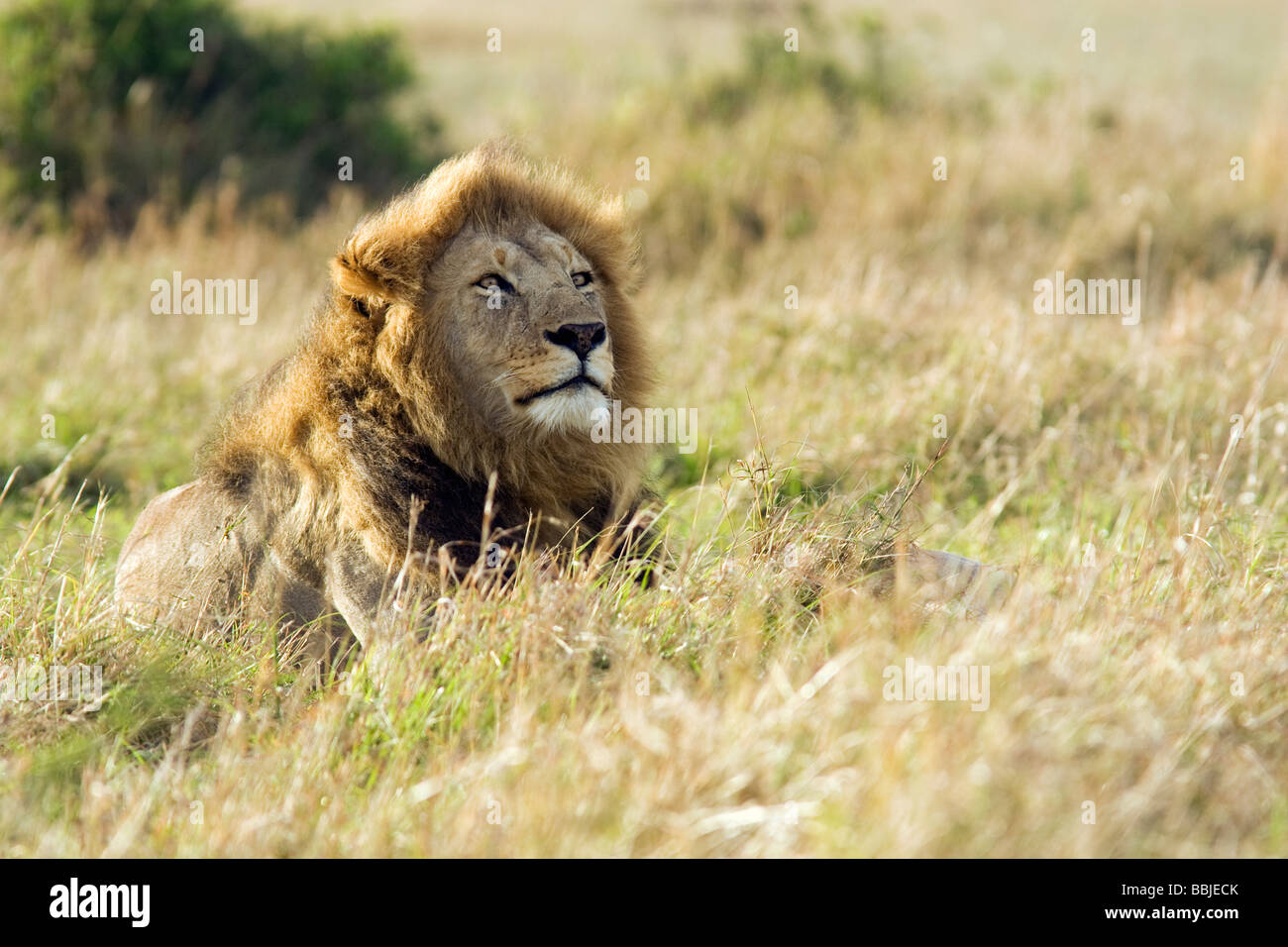 Big male lion - Masai Mara National Reserve, Kenya Stock Photo - Alamy