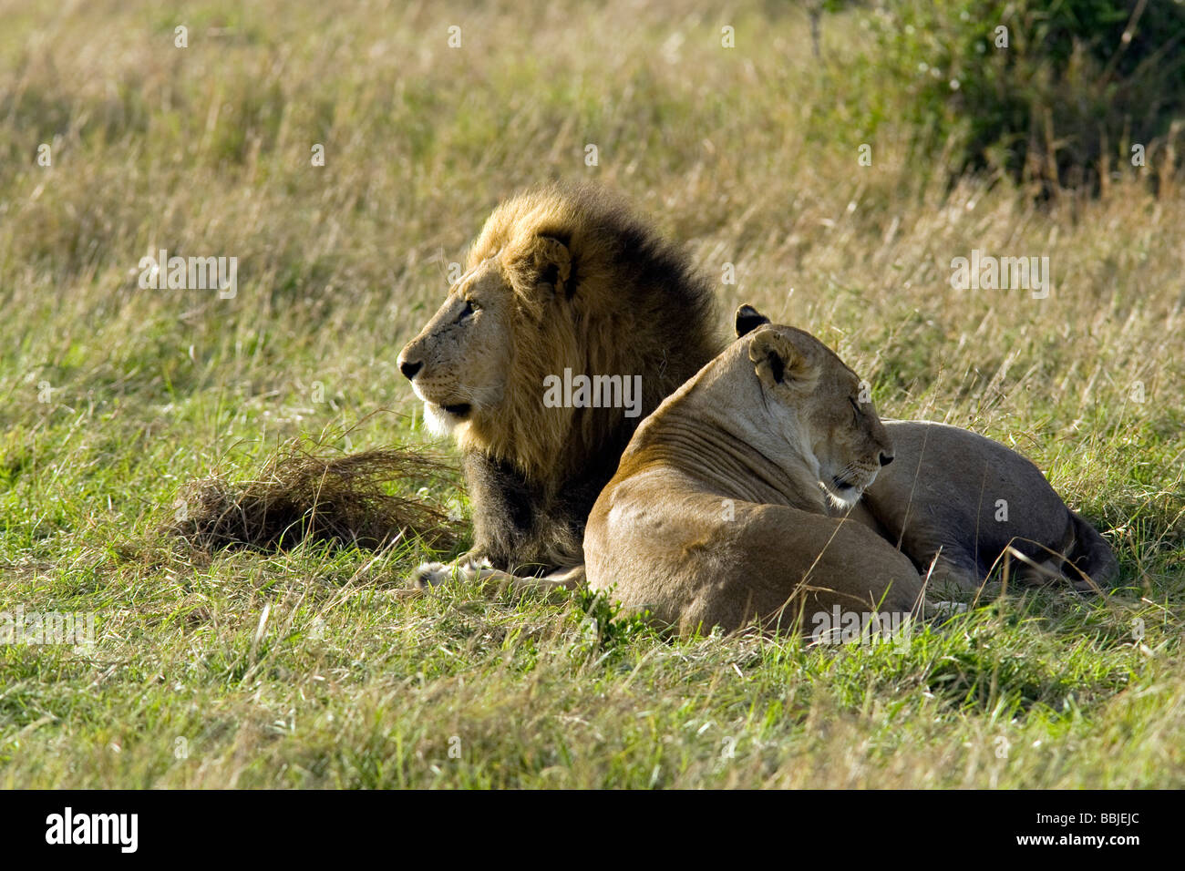 Lion couple - Masai Mara National Reserve, Kenya Stock Photo - Alamy