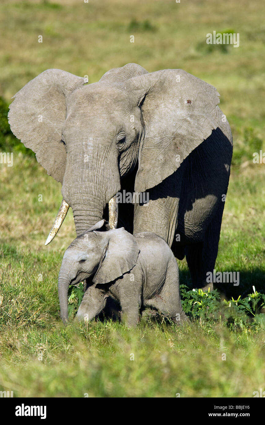 African elephant with young - Masai Mara National Reserve, Kenya Stock ...