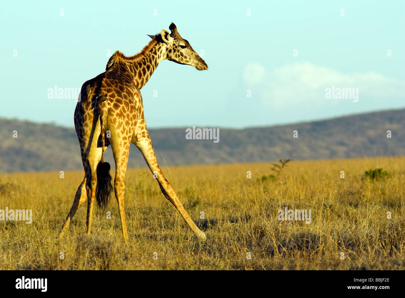 Lone Masai Giraffe - Masai Mara National Reserve, Kenya Stock Photo