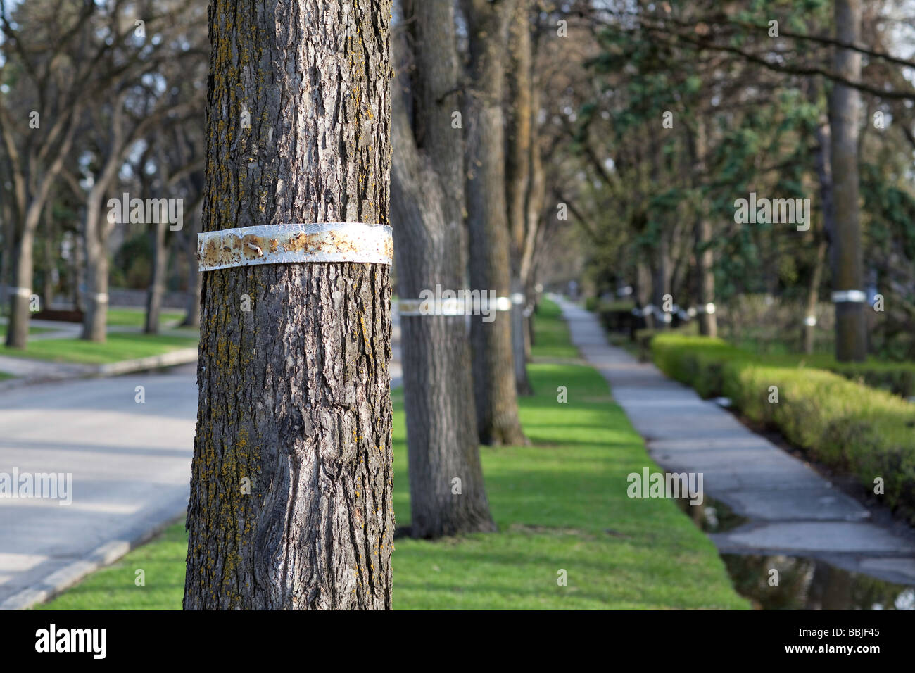 Tree banding on American Elm trees, Winnipeg, Manitoba, Canada Stock