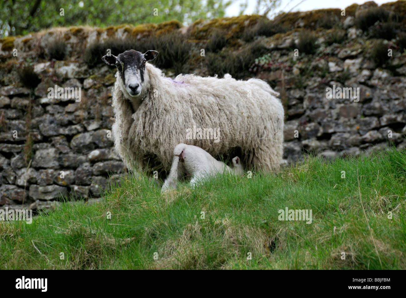 Sheep and Lambs in the Yorkshire Dales Stock Photo - Alamy