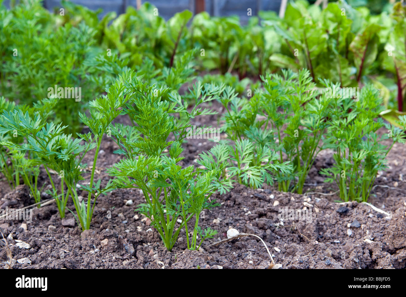 Organic carrot plants Early Nantes variety with Beetroot plants in background growing in garden Stock Photo