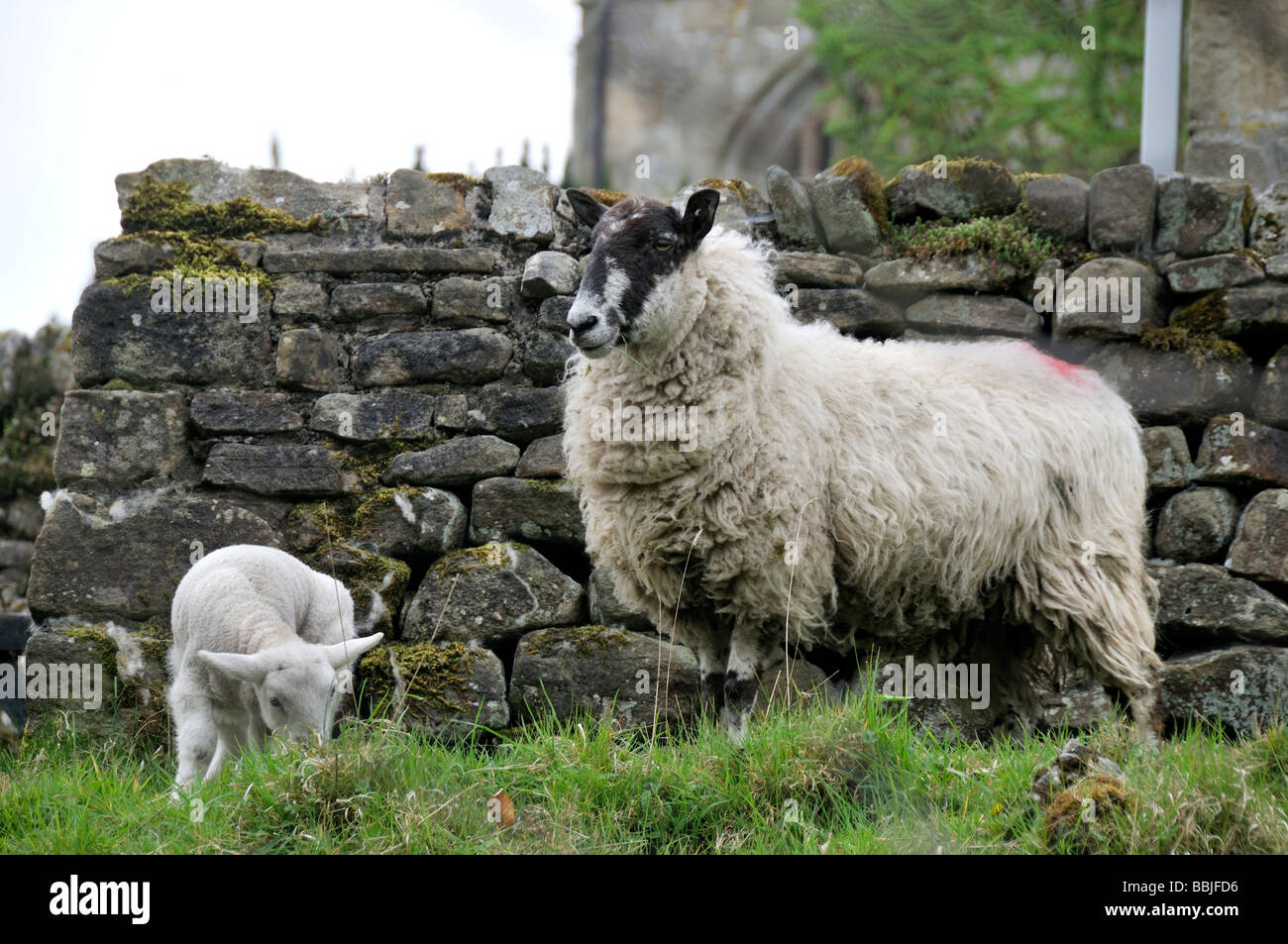 Sheep and Lambs in the Yorkshire Dales Stock Photo - Alamy