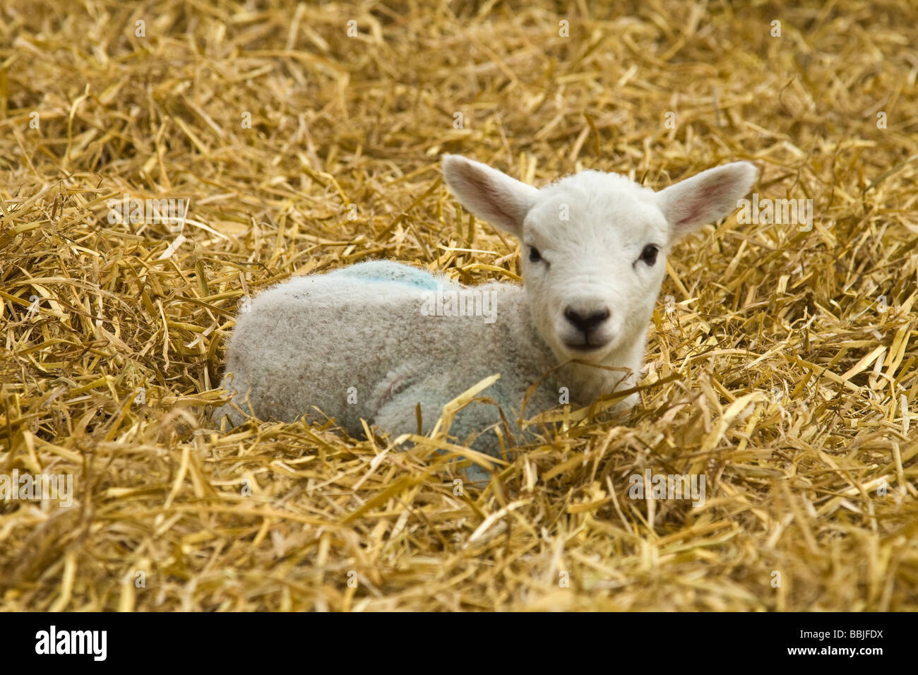 Lamb lying down hires stock photography and images Alamy