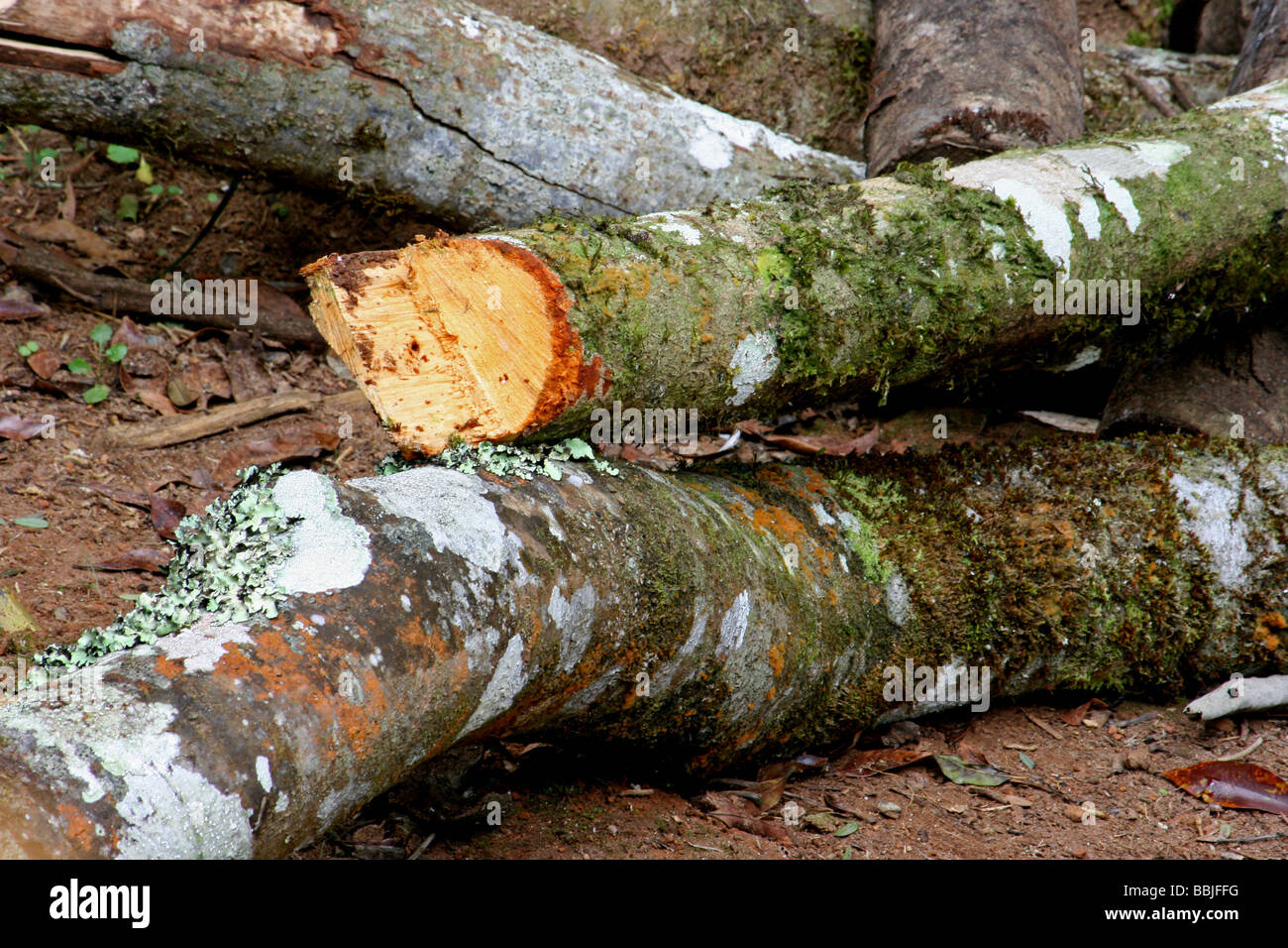 Mossy tree trunks laying down Stock Photo