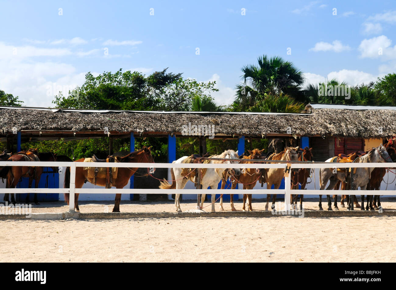 Horses ready to be ridden at stable Stock Photo