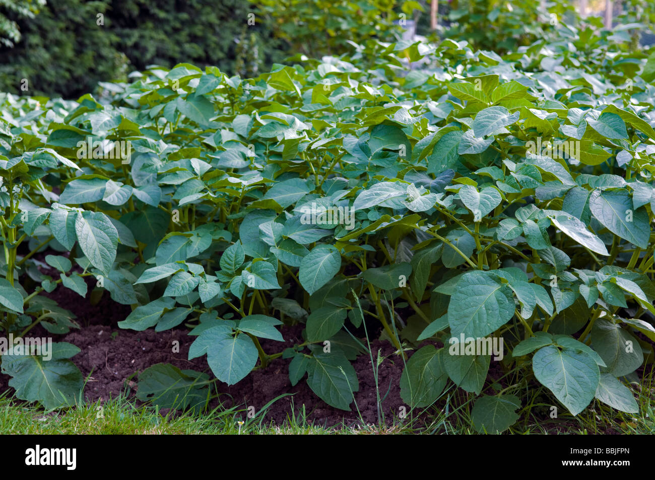 Potato patch growing in garden Stock Photo