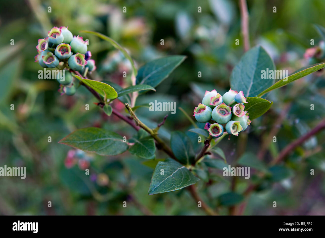 Blueberry bush variey Bluetta growing organically in garden in Bristol
