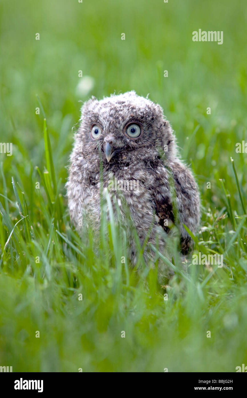 Fledgling Eastern Screech Owl chick fallen from a nest onto a suburban lawn Stock Photo