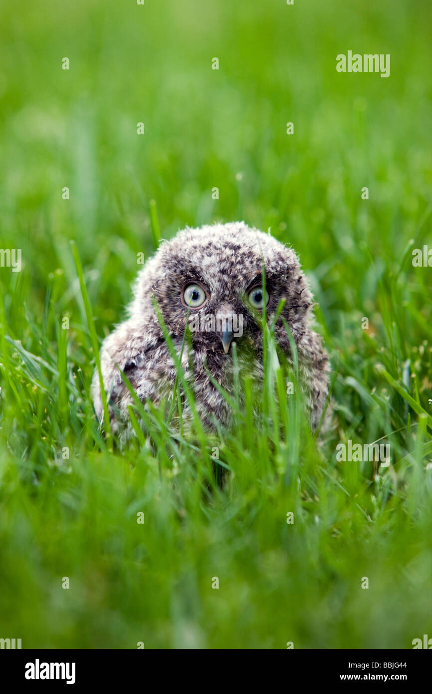 Fledgling Eastern Screech Owl chick fallen from a nest onto a suburban lawn Stock Photo