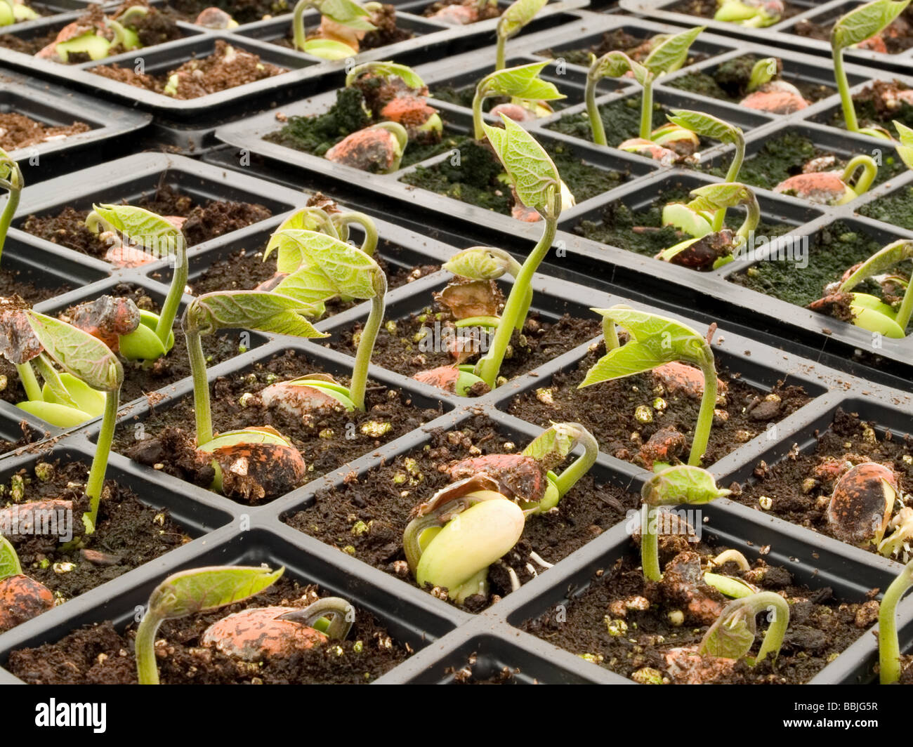 runner bean seedlings Stock Photo Alamy