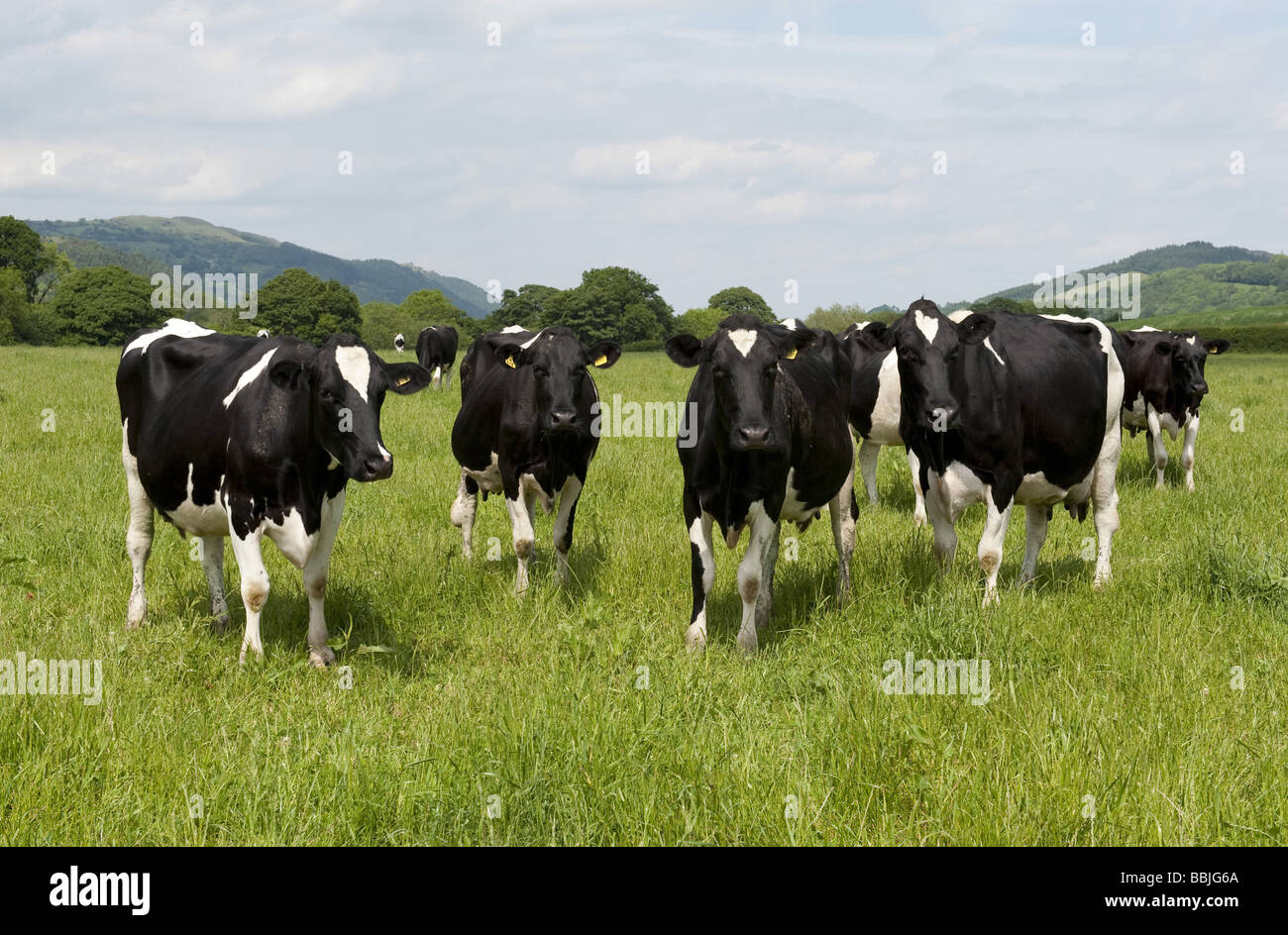 herd-of-friesian-holstein-black-and-white-dairy-cattle-grazing-in-field