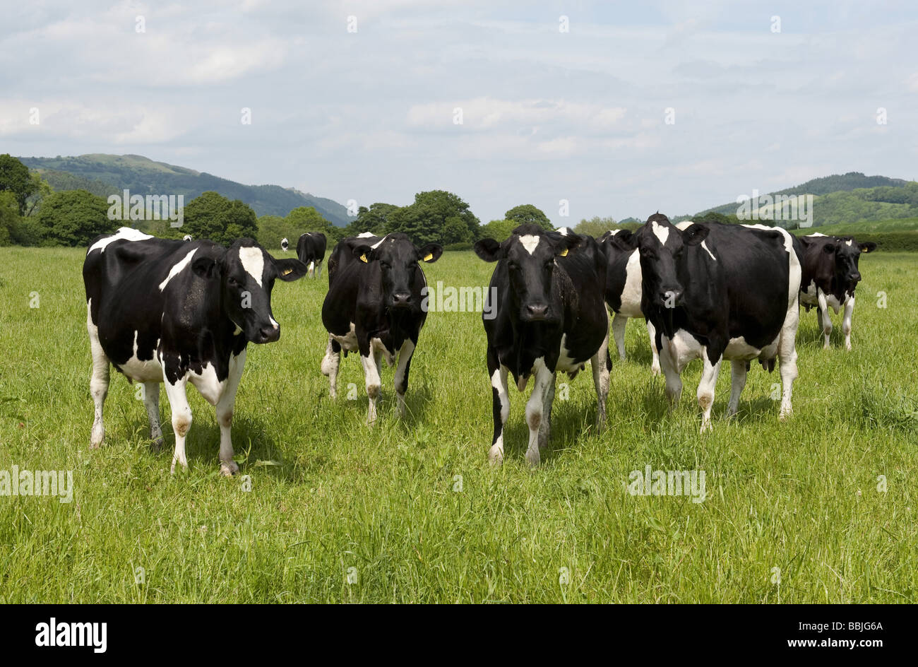 Herd of Friesian Holstein black and white Dairy cattle grazing in field of lush grass in sunshine Stock Photo