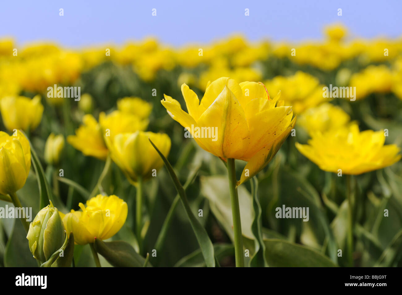 Yellow tulips in the fields in Holland Stock Photo - Alamy