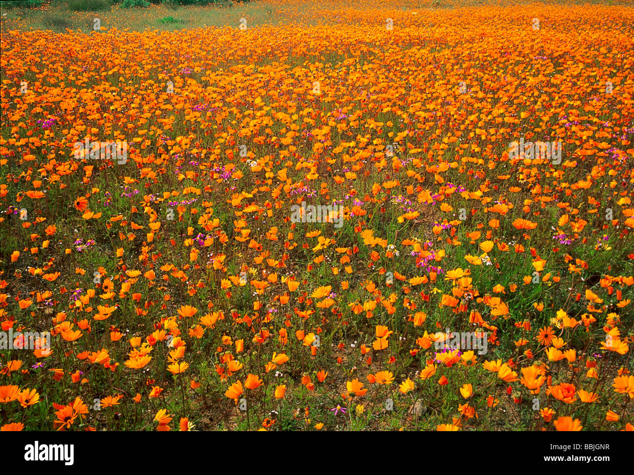 Orange namaqualand daisies dominate meadow wildflower mix at the Skilpad Wildflower Reserve. Stock Photo