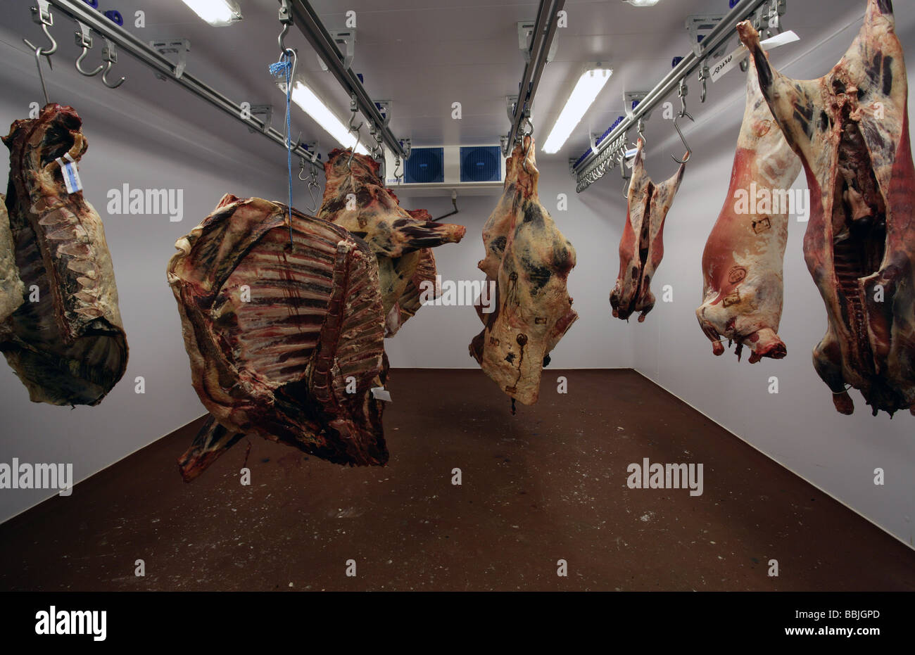 Organic meat carcases in butcher's cold store Stock Photo