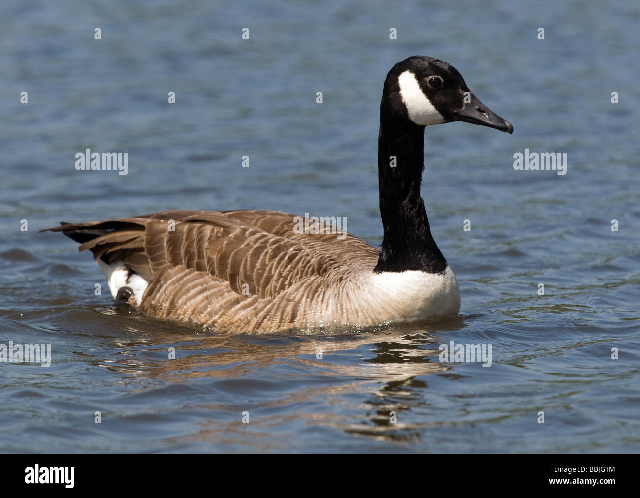 A canada goose, swiiming on pen ponds in Richmond Park, Surrey. Stock Photo