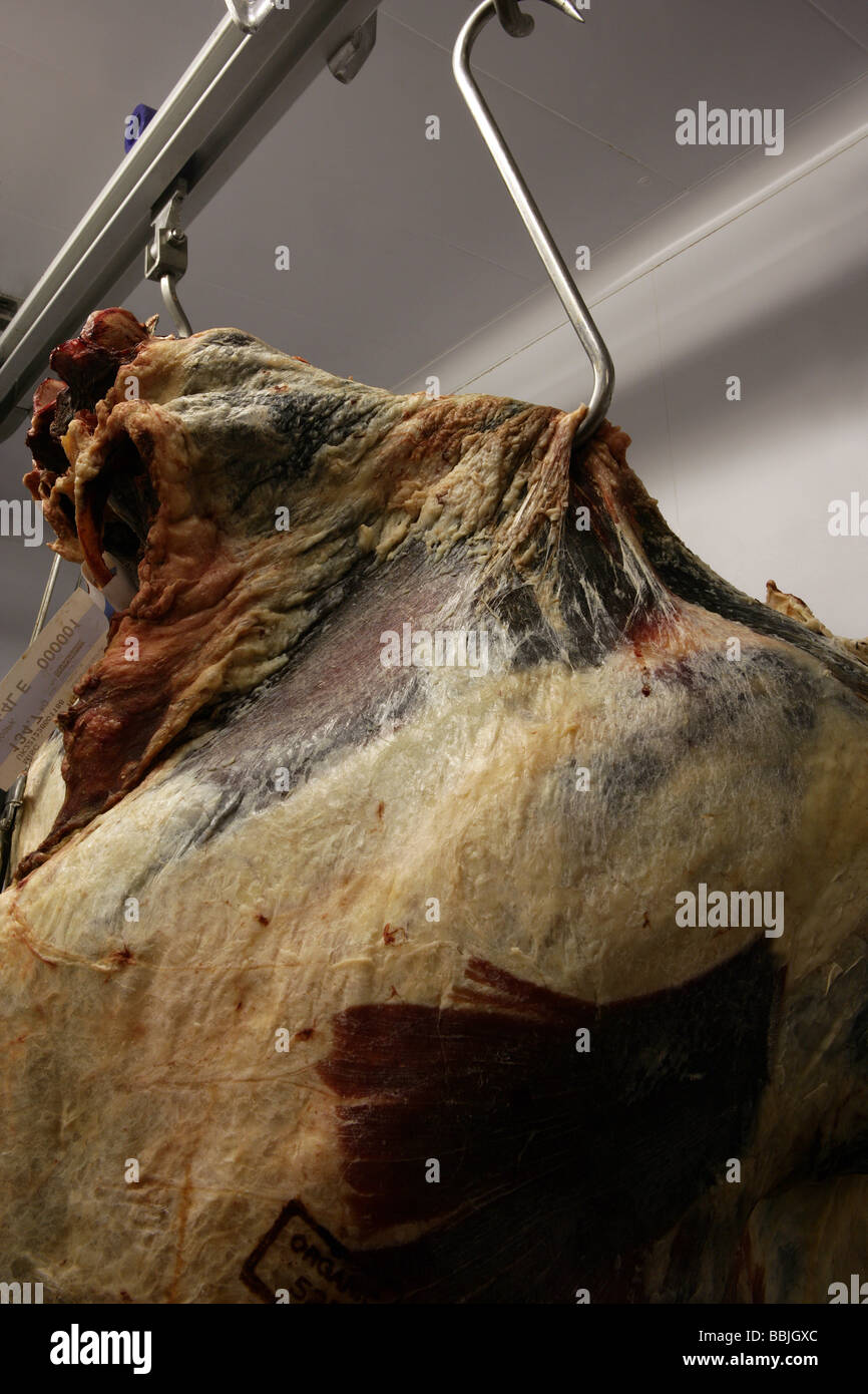 Organic meat carcase in butcher's cold store Stock Photo