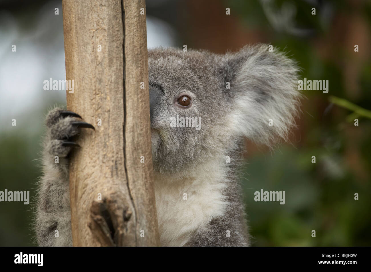 South australian koala hi-res stock photography and images - Alamy