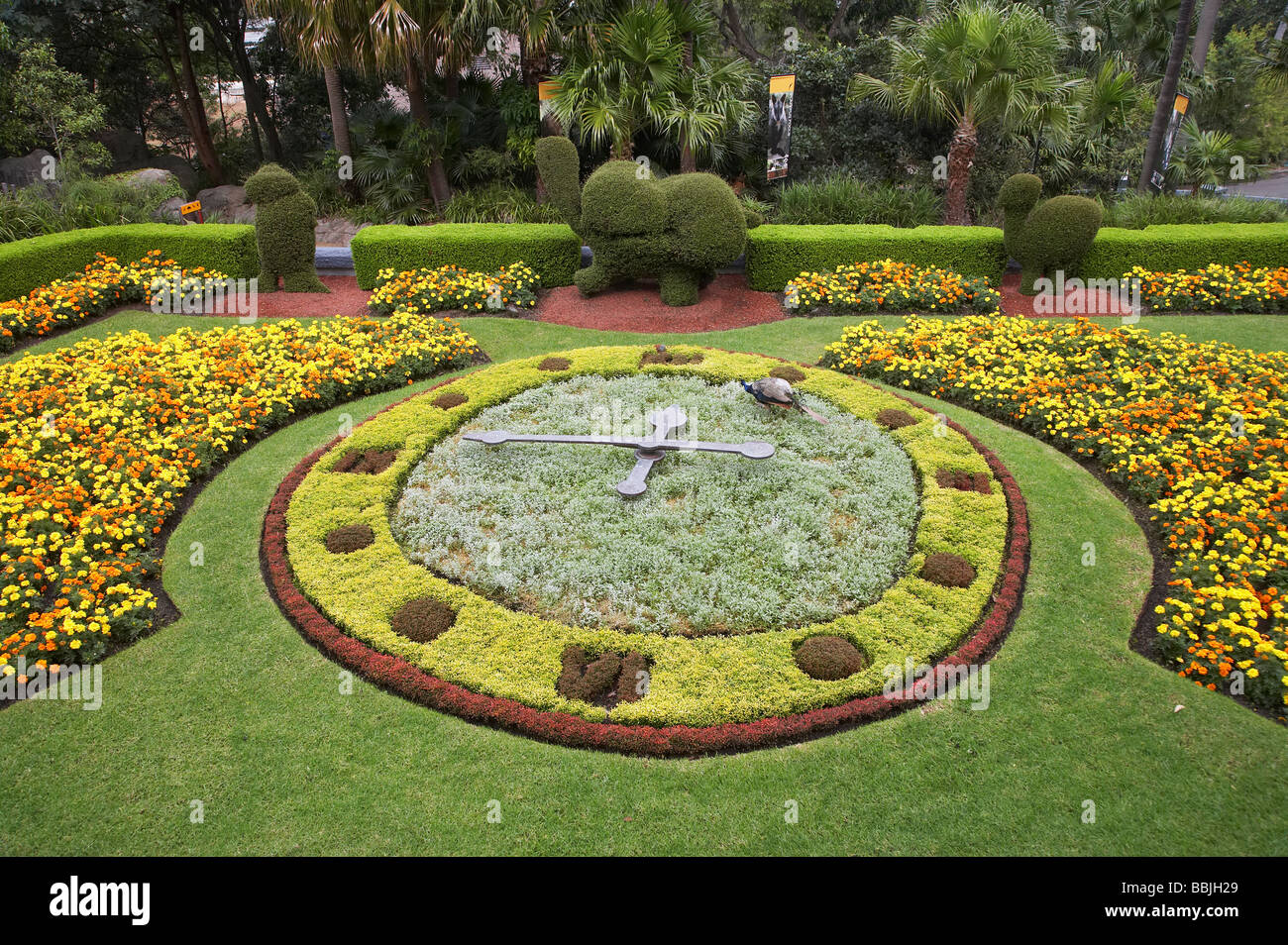 Taronga zoo and floral clock hires stock photography and images Alamy