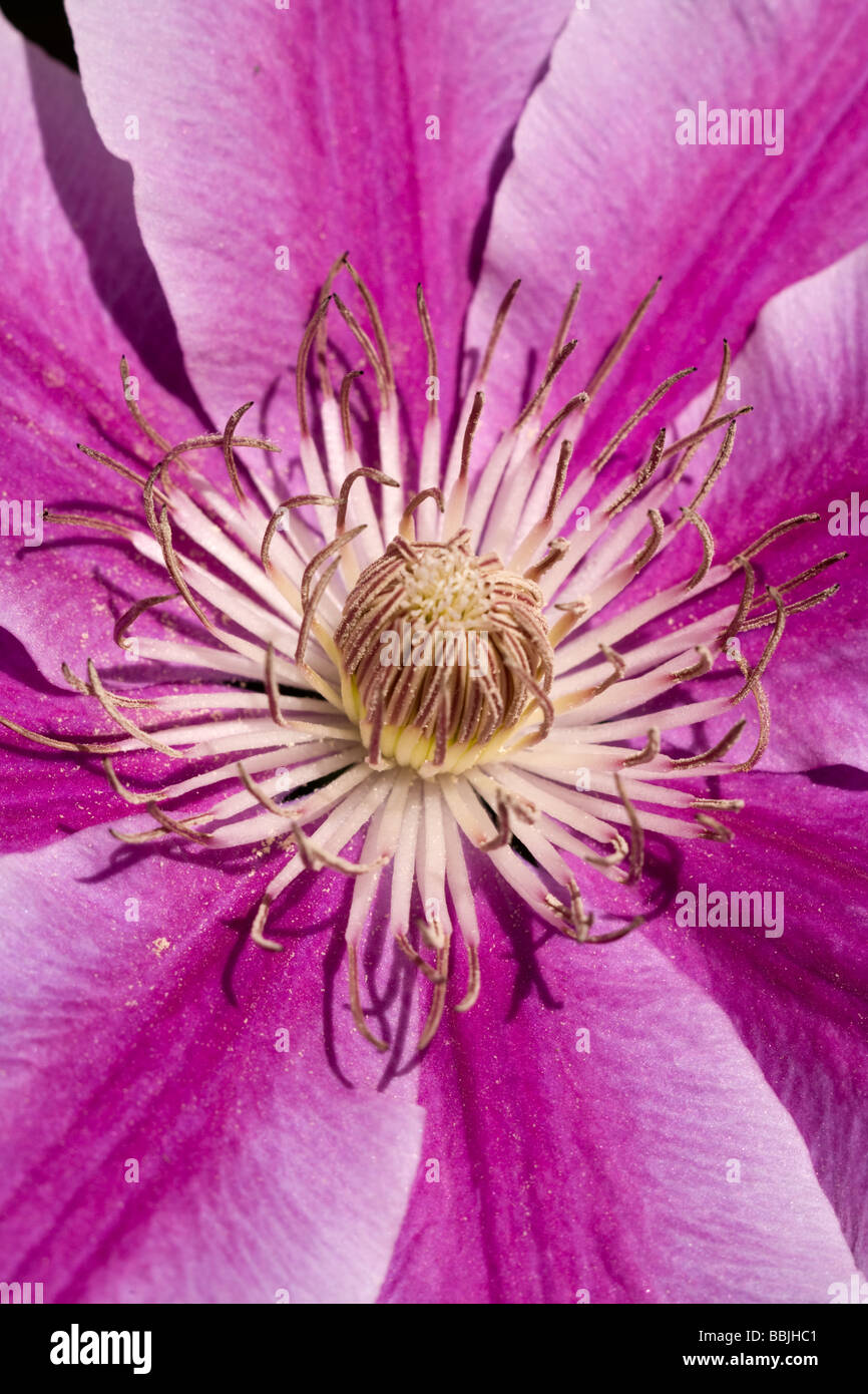 Clematis Vine Hi Res Stock Photography And Images Alamy