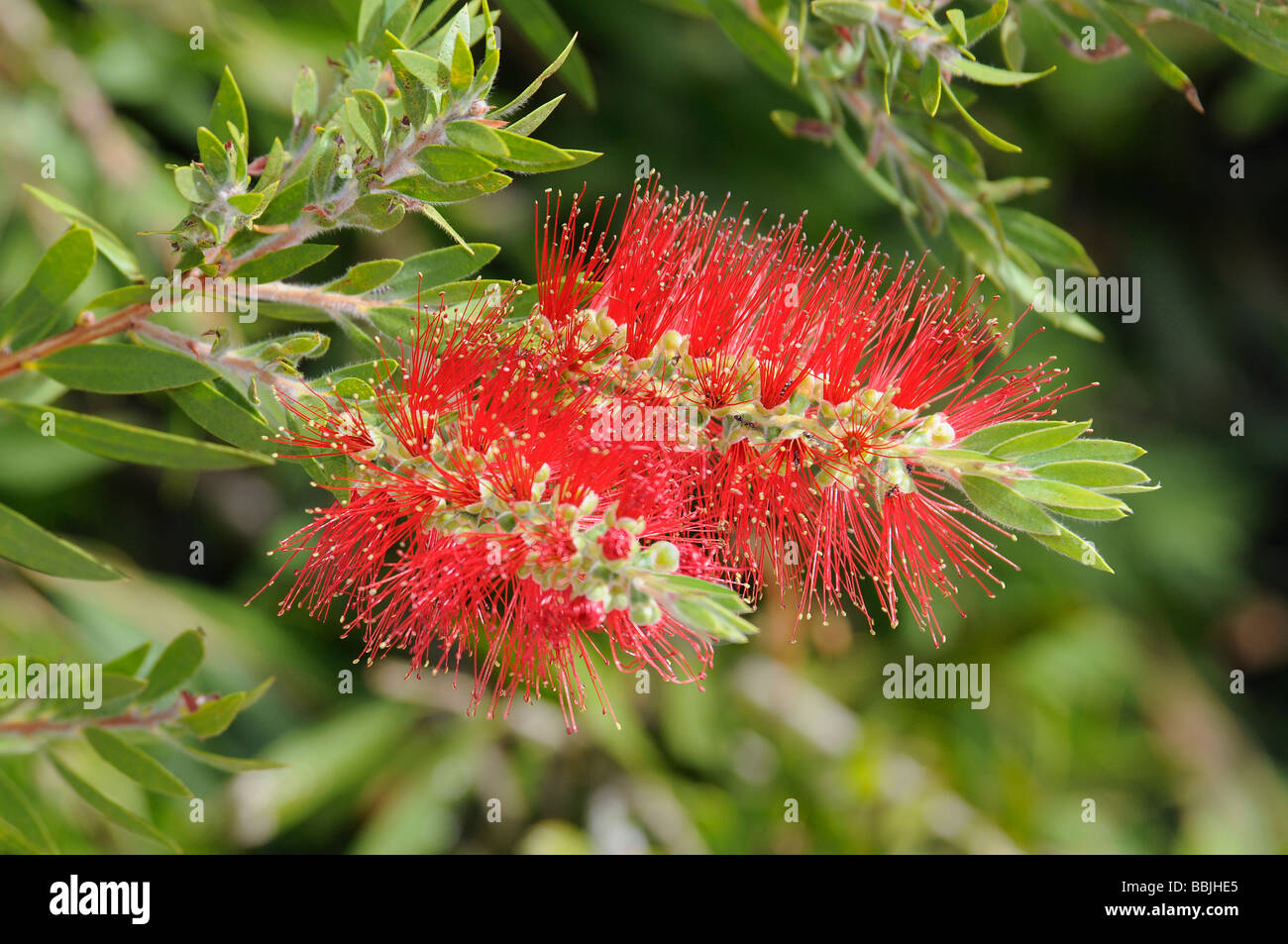 Banksia blossoms Stock Photo