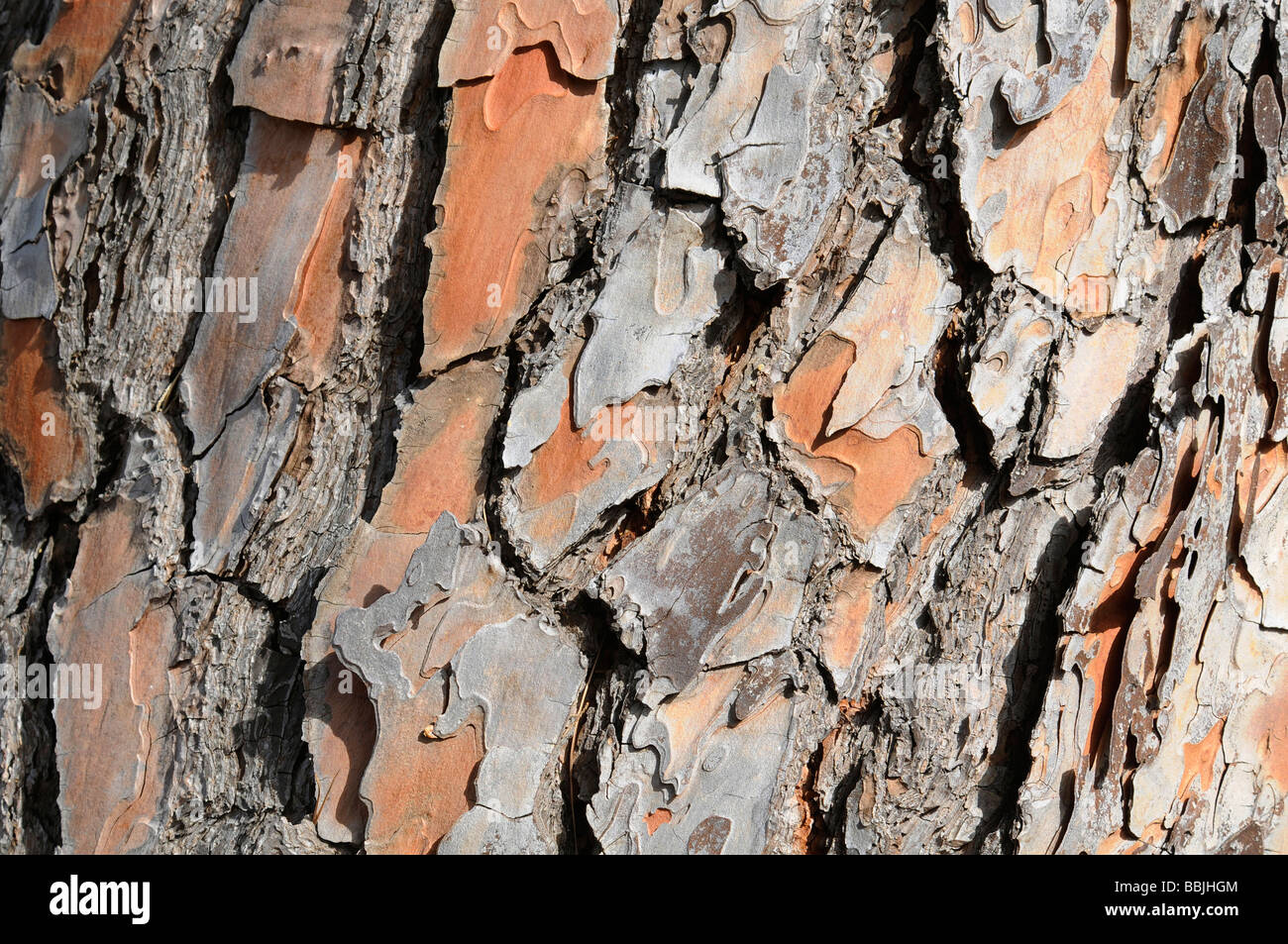 Pinebark tree texture Stock Photo