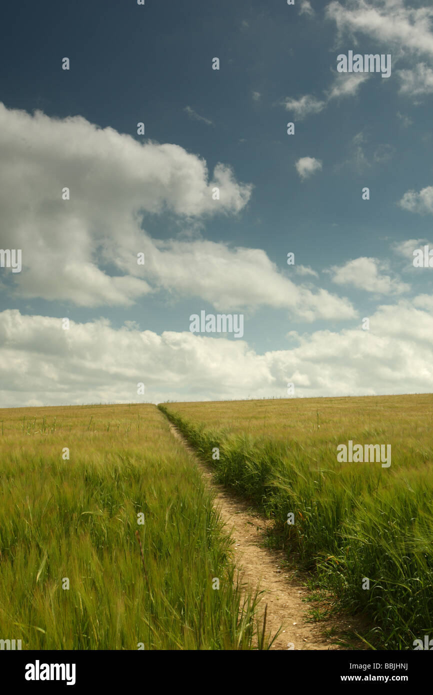 Path through wheatfield hi-res stock photography and images - Alamy