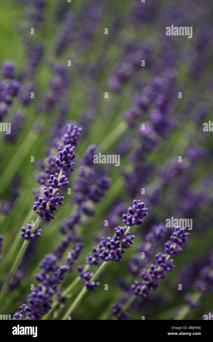 Lavender Plants, Selbourne, Hampshire, England Stock Photo Alamy