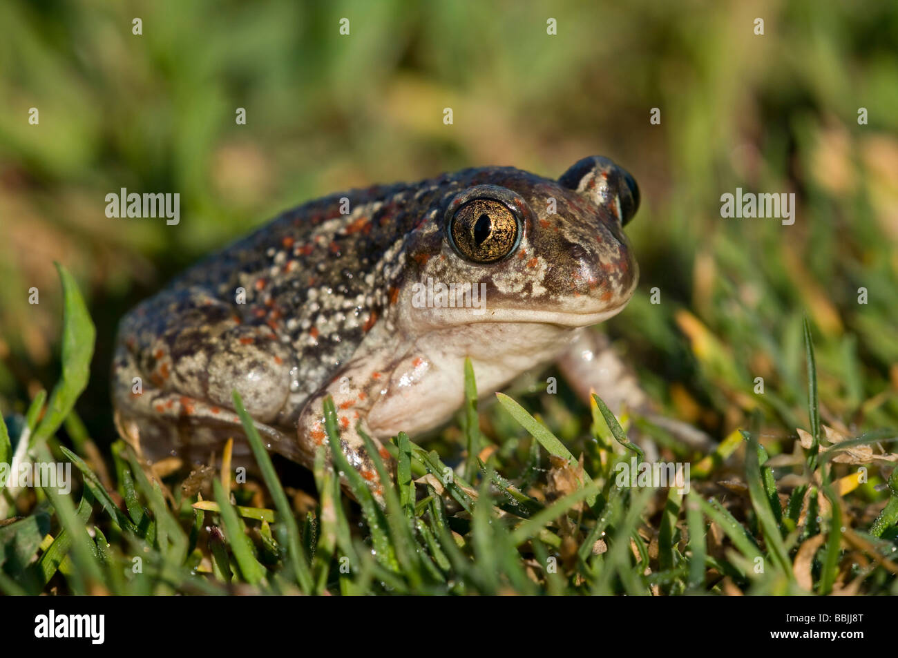 Common Spadefoot (Pelobates fuscus) Stock Photo