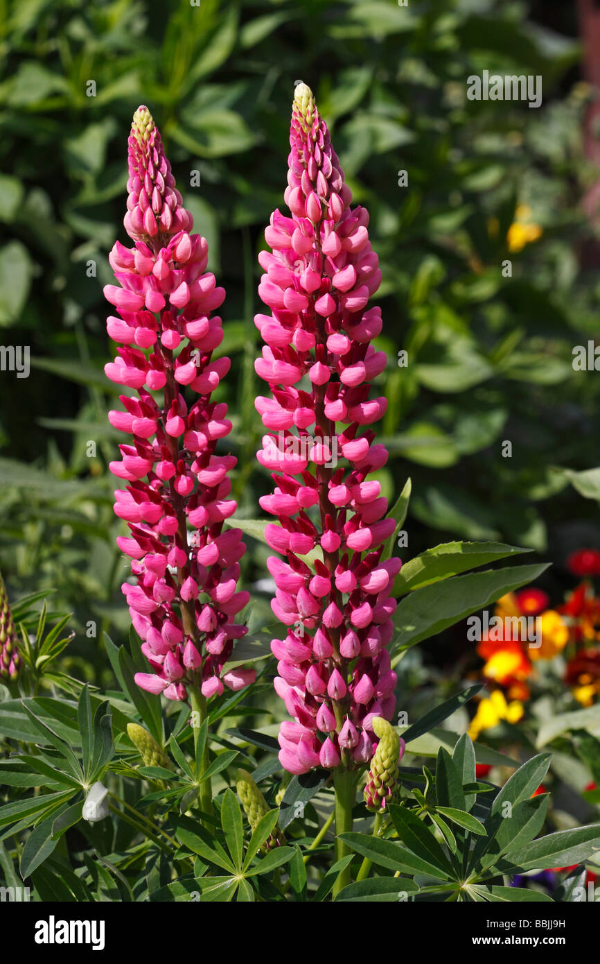 Large-leaved Lupine, Big-leaved Lupine, Garden Lupine (Lupinus polyphyllus), decorative plant Stock Photo