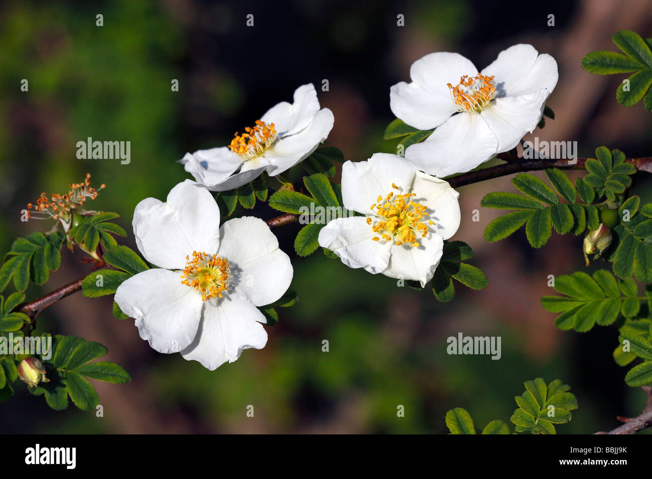 Rose, flowering white rose (Rosa omeiensis f. pteracantha) Stock Photo
