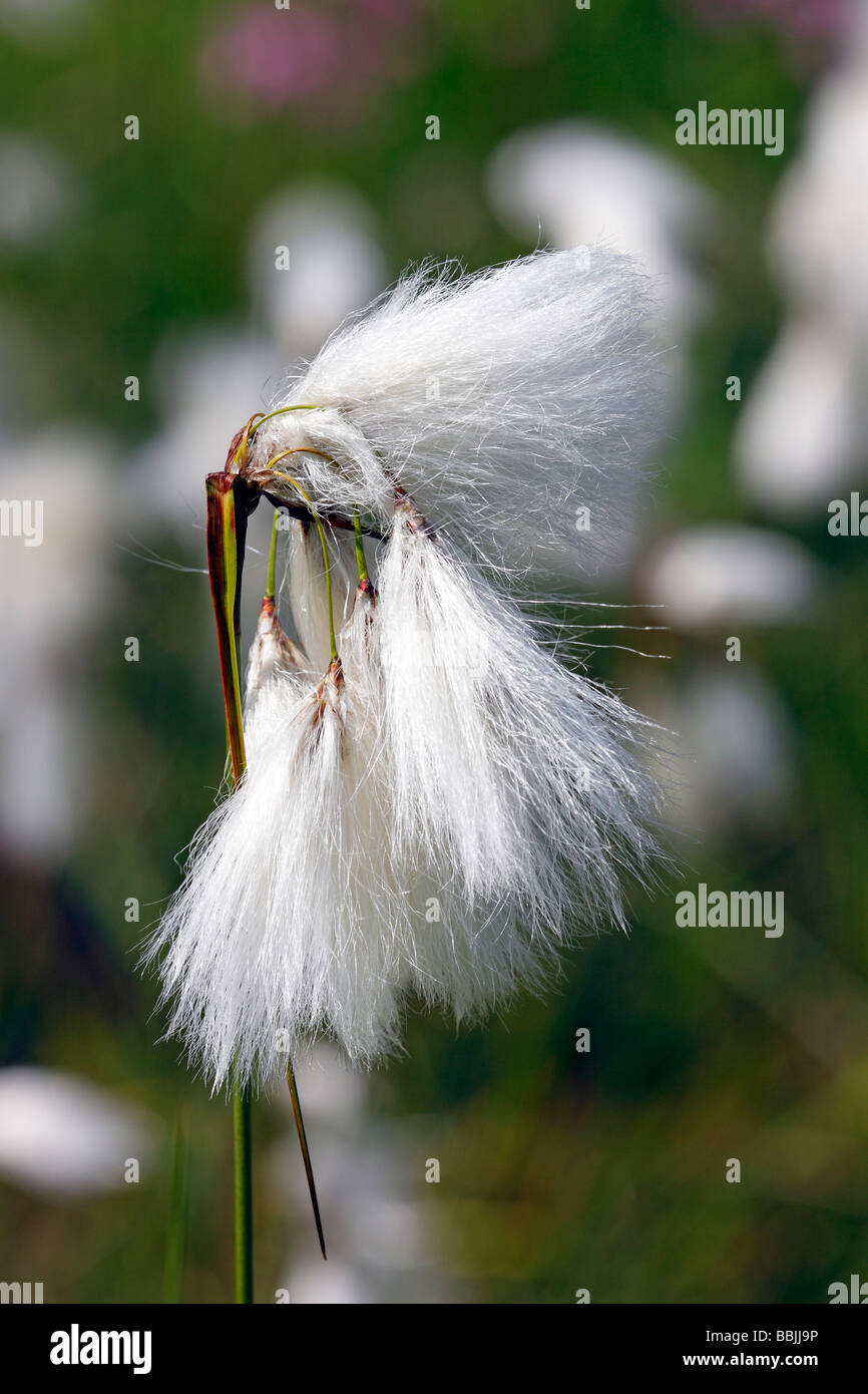 Common Cottongrass (Eriophorum angustifolium), seed dispersal, bog or mire plant Stock Photo
