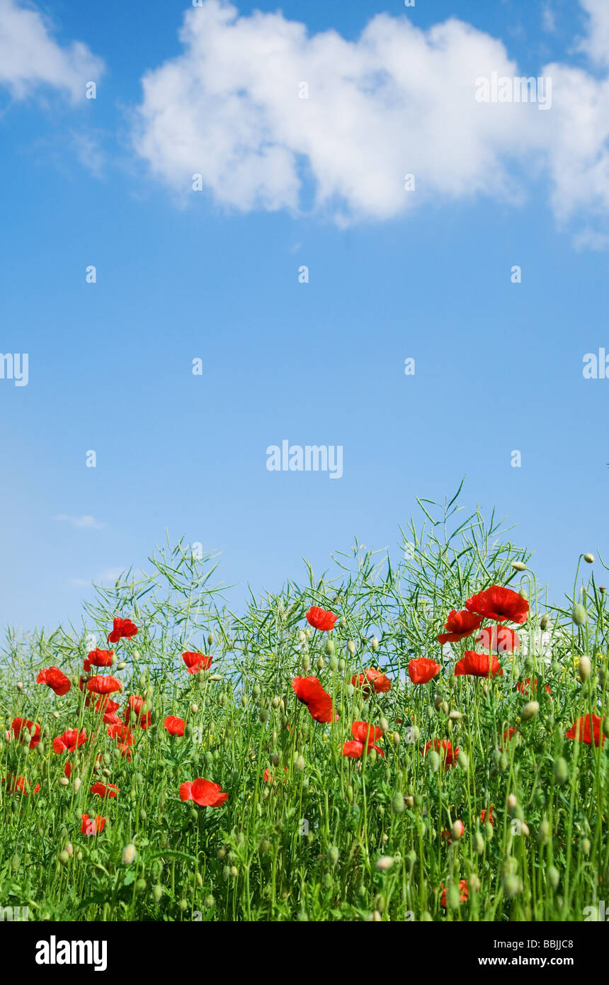 Red poppies and blue sky Stock Photo - Alamy