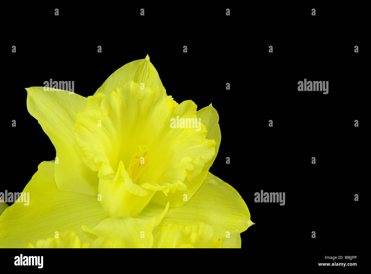 Osterglocke auf schwarz daffodil on black 04 Stock Photo