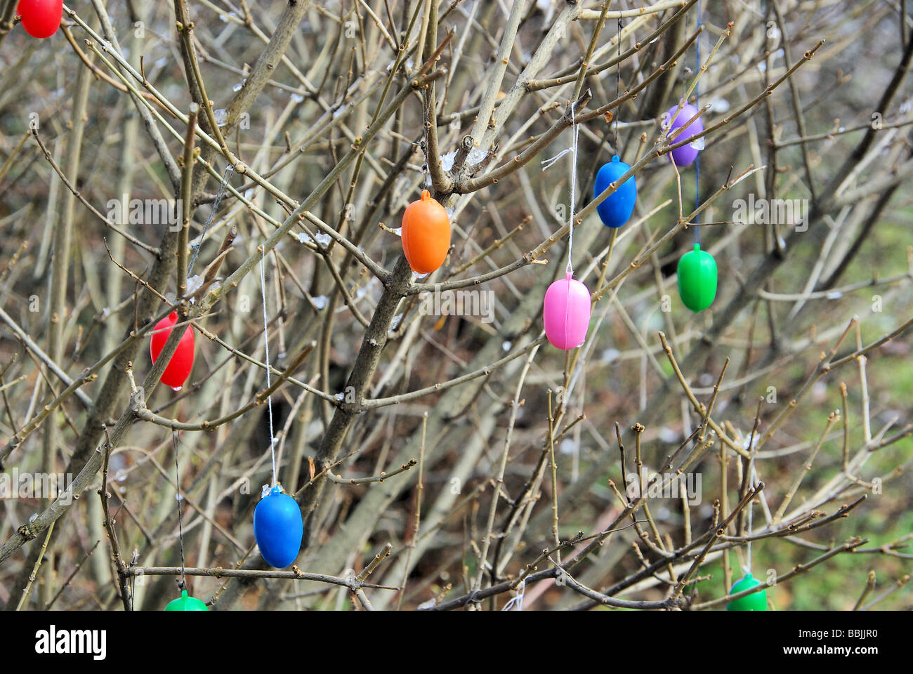 Osterstrauch shrub in easter time 01 Stock Photo