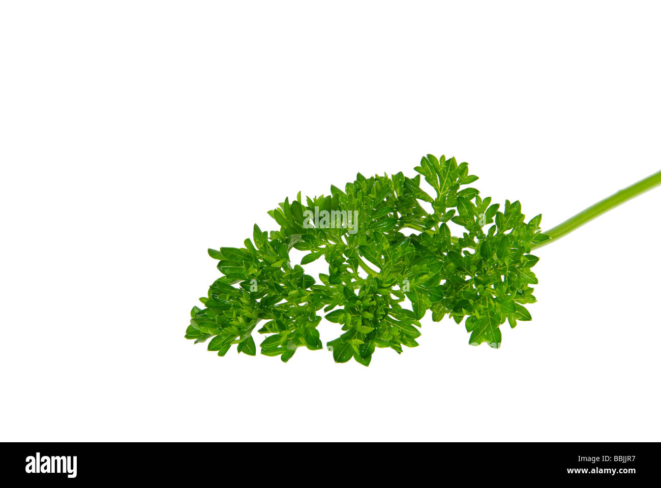 Petersilie parsley 10 Stock Photo