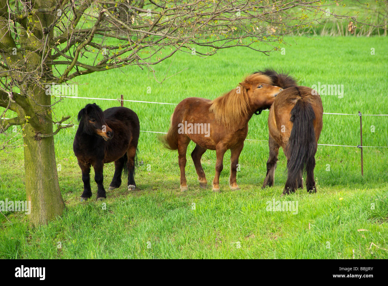 Pony 02 Stock Photo