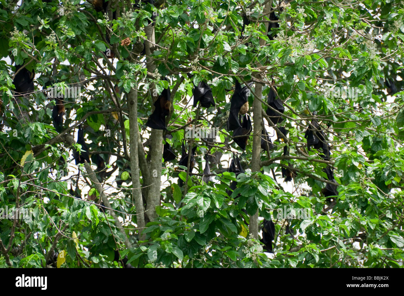 Large Fox fruit bats roosting in the daytime at the tops of trees, kerala  India Stock Photo