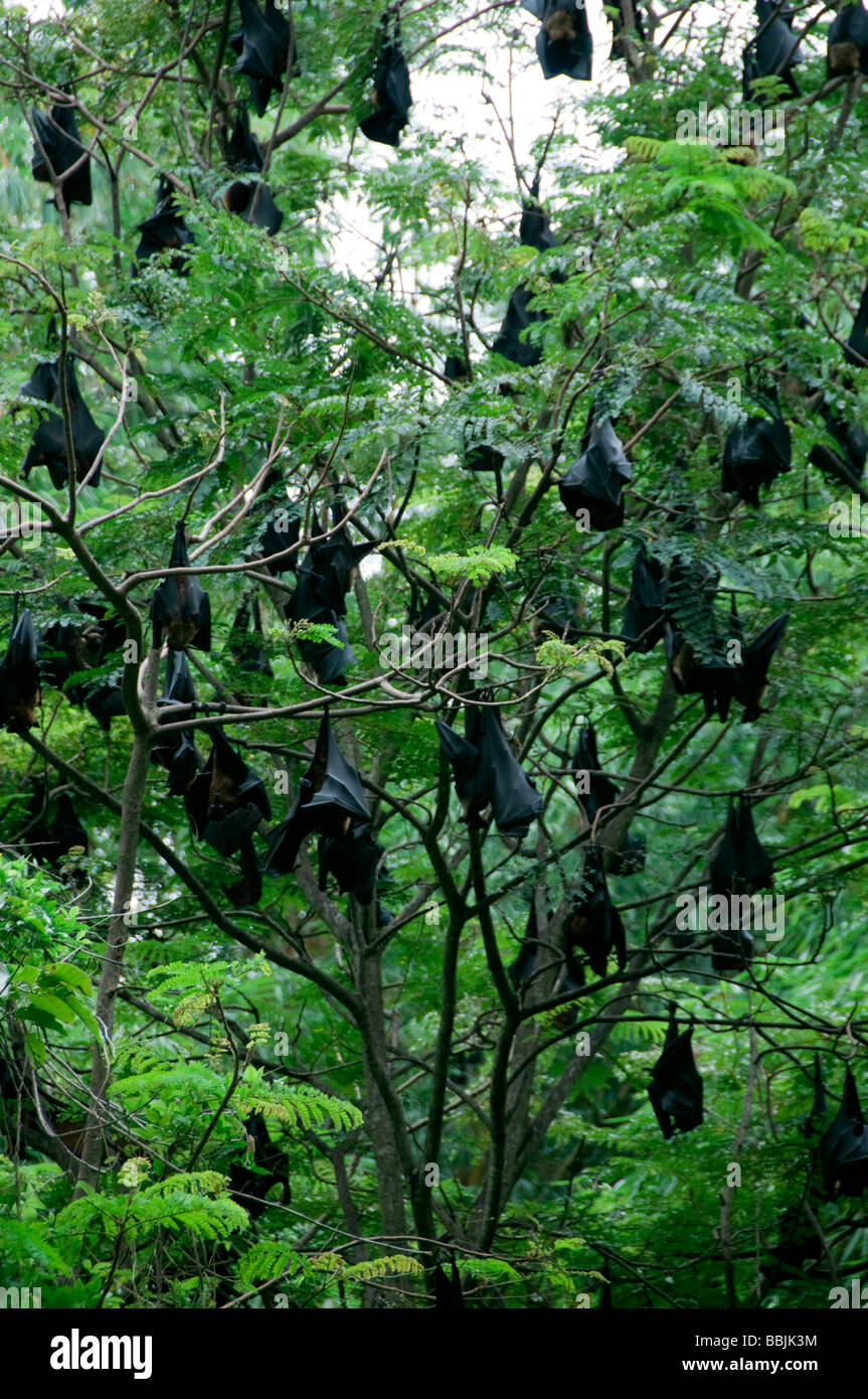 Large Fox fruit bats roosting in the daytime at the tops of trees, kerala  India Stock Photo
