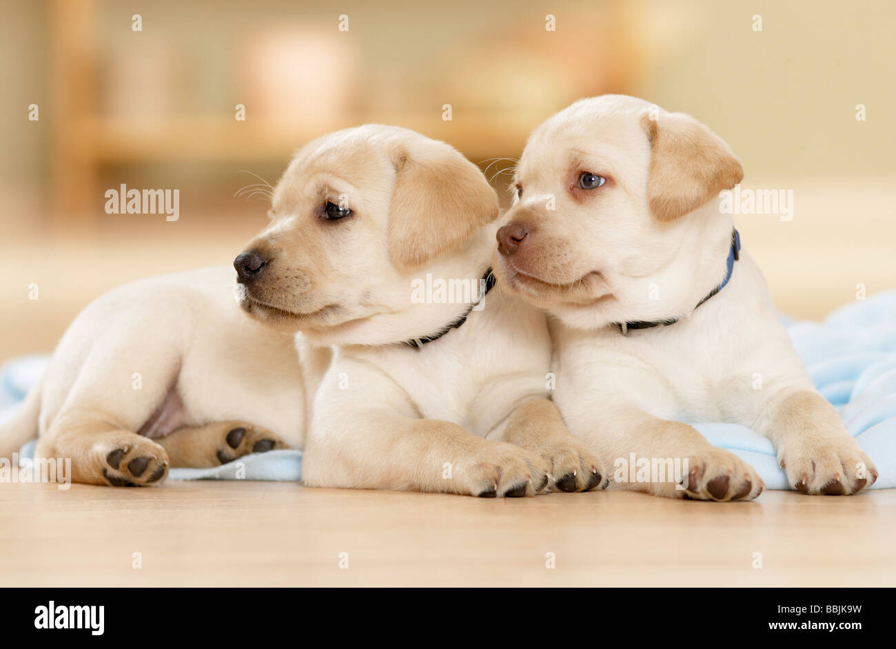 Labrador Retriever Two Blond Puppies 6 Weeks Old Playing On A Meadow Germany Stock Photo Alamy