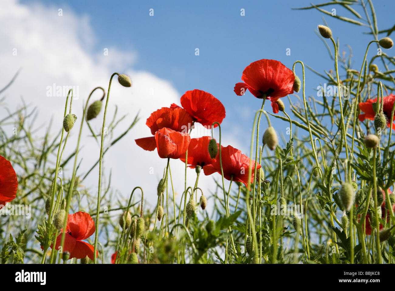 Red poppies and blue sky Stock Photo - Alamy