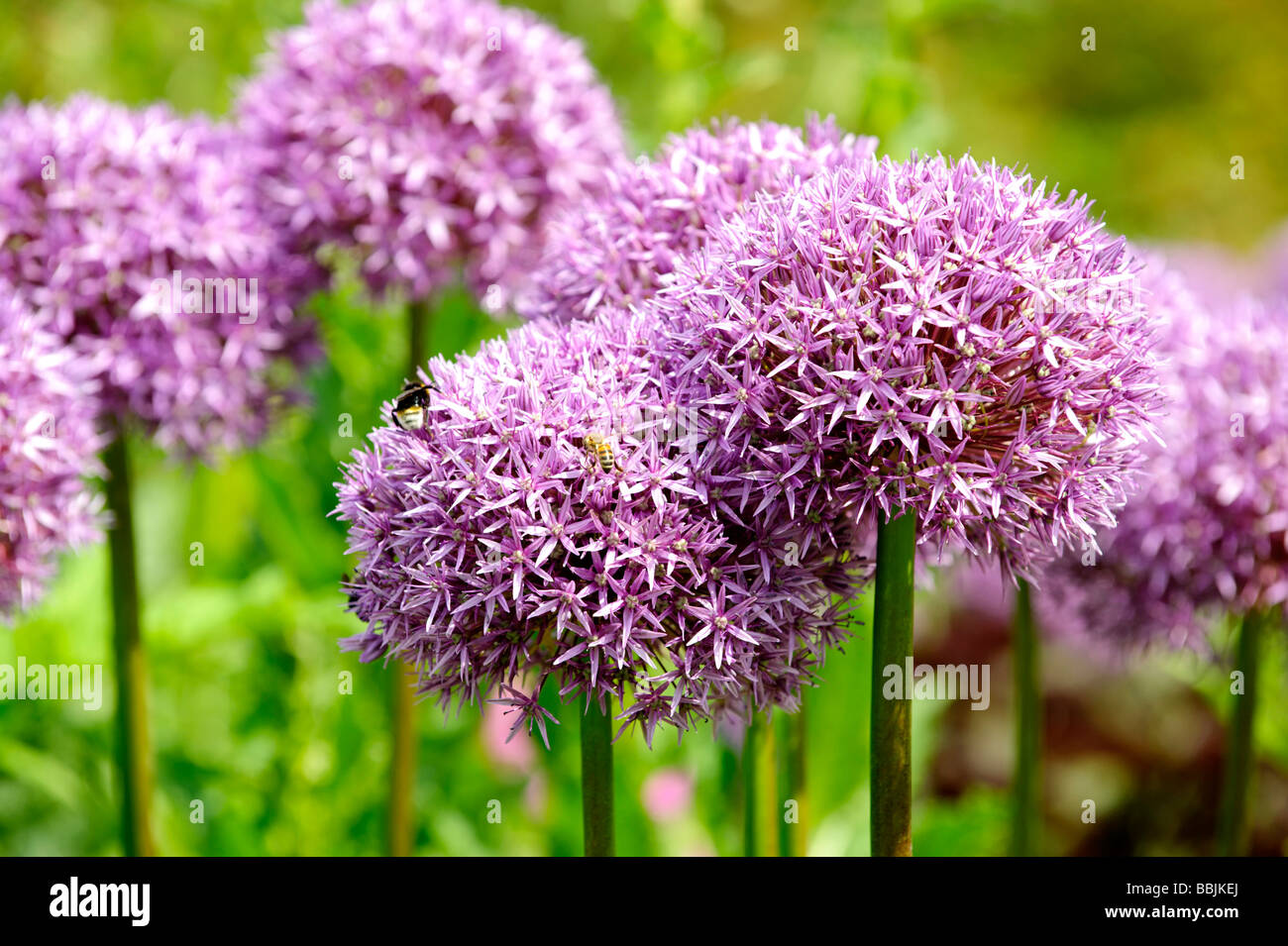 Purple Allium flowers also known as Dutch Garlic (Allium aflatunense) Stock Photo