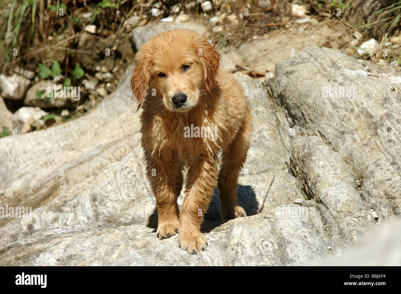 Image result for wet puppy