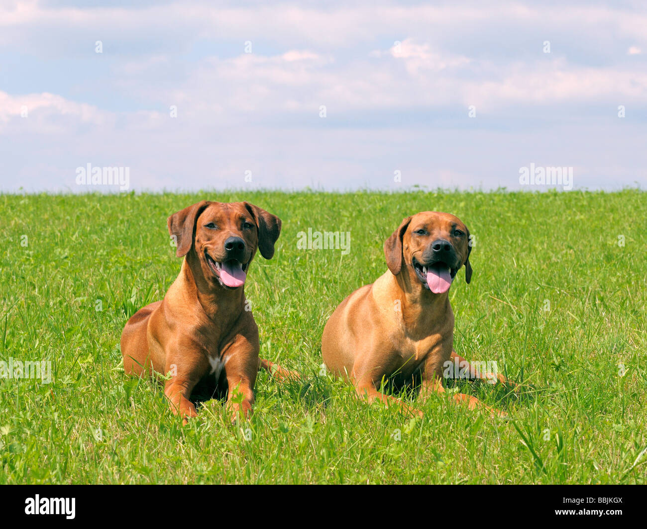 two Rhodesian Ridgeback dogs - lying in a meadow Stock Photo - Alamy