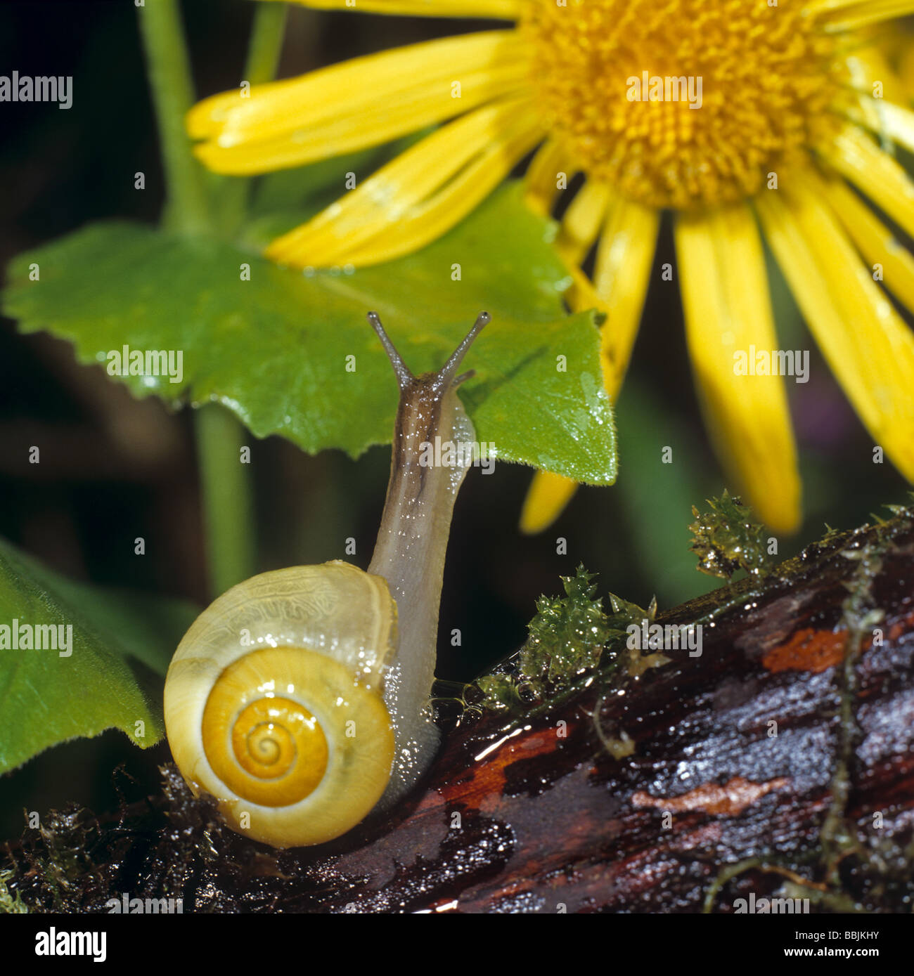 White-lipped snail in front of yellow blossom / Cepaea hortensis Stock Photo