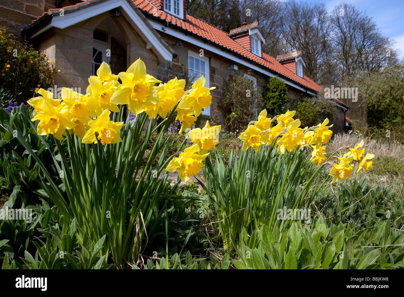 Daffodils in Cottage Garden Yorkshire Stock Photo